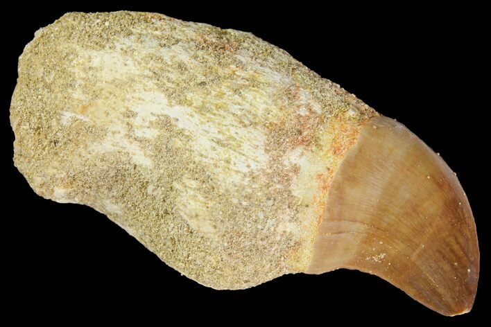 Fossil Rooted Mosasaur (Prognathodon) Tooth - Morocco #163900